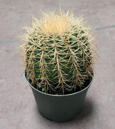 6" Cactus Golden Barrel 